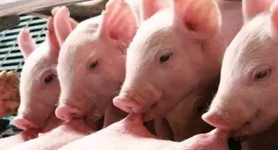 2022年11月03日全国各省市10公斤仔猪价格行情报价，饲料涨价，猪价走低，补栏仔猪还能赚钱吗？