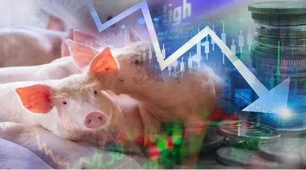 结束十连涨，生猪价格震荡回调，下一步价格走势如何呢？