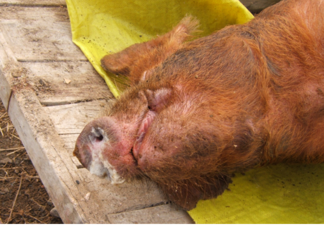 死前口鼻有泡沫流出