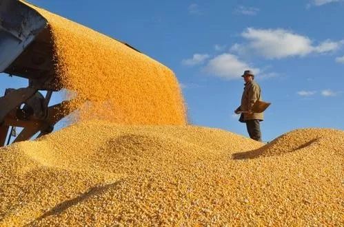 我国海关更新获准对华出口玉米的企业名单，巴西可以开始出口玉米到中国？