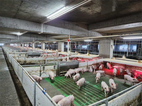 据峨边天兆大堡畜牧有限公司大堡种猪场负责人石伟介绍,该猪场主要