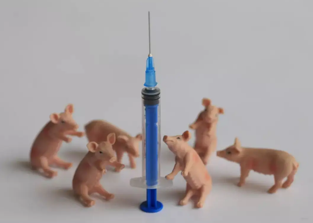 猪场养殖要成功，疫苗防疫是关键，一针三防，效果尤为显著！