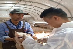 因热爱而专注！德康饲养员：压力大就进生产线看看猪，一下又有希望了！