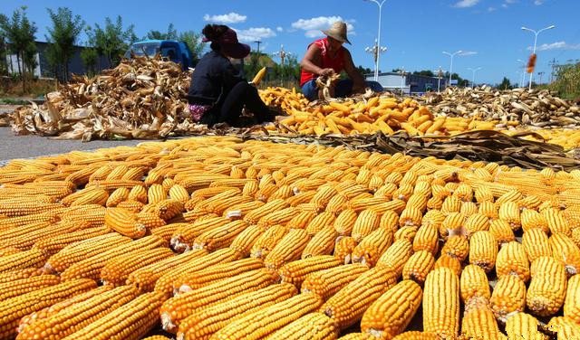 重要消息！巴西玉米即将进入中国！？国内玉米会受影响吗？