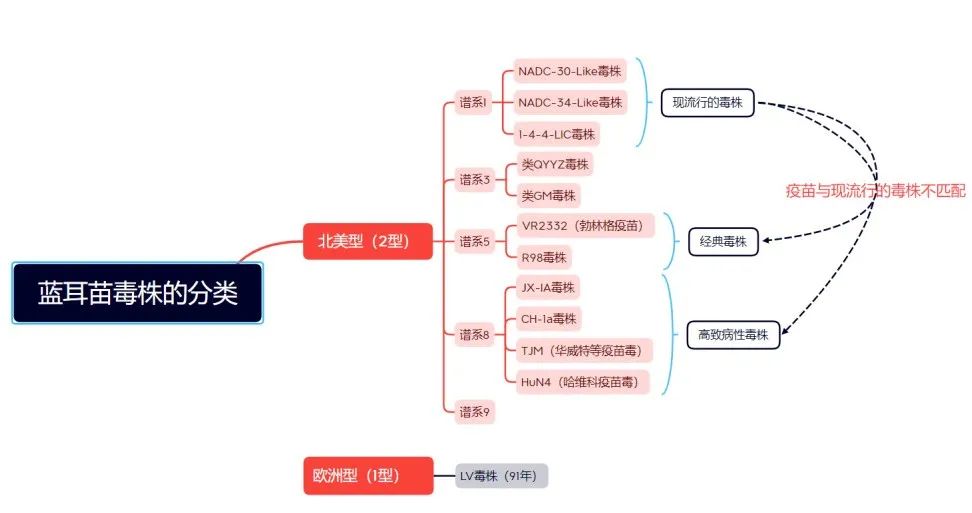 蓝耳病毒毒株的分类