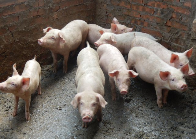 13省市前三季度养猪数据新鲜出炉，均增长明显！
