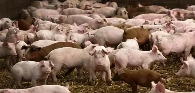 改善水生态环境，龙岩市漳平生态环境局开展生猪养殖污染整治行动
