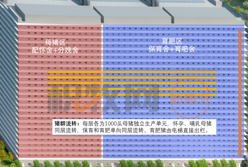 26层楼房猪场进猪！中新开维首席科学家称实现了超20项创新建设！
