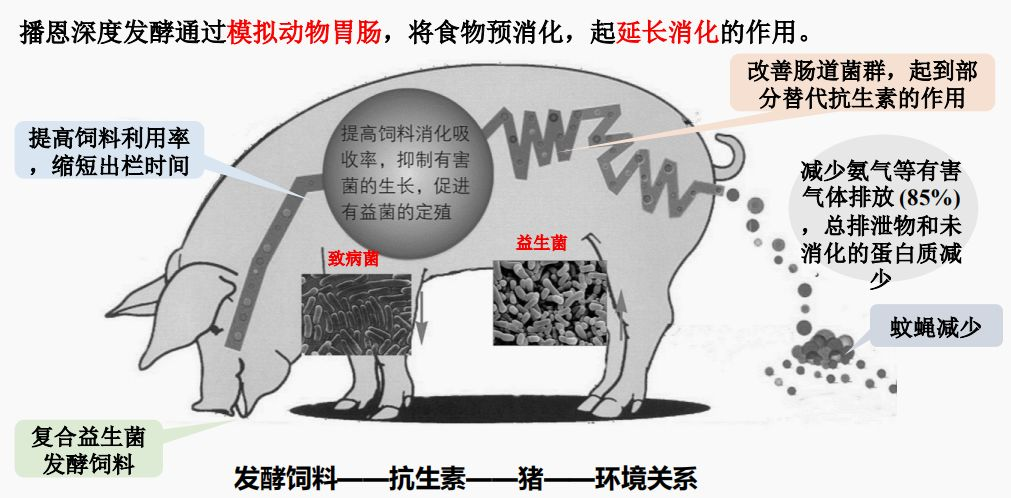 发酵饲料
