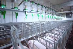 智能养猪，助力品牌升级！扬翔入选2022年农业品牌创新发展典型案例