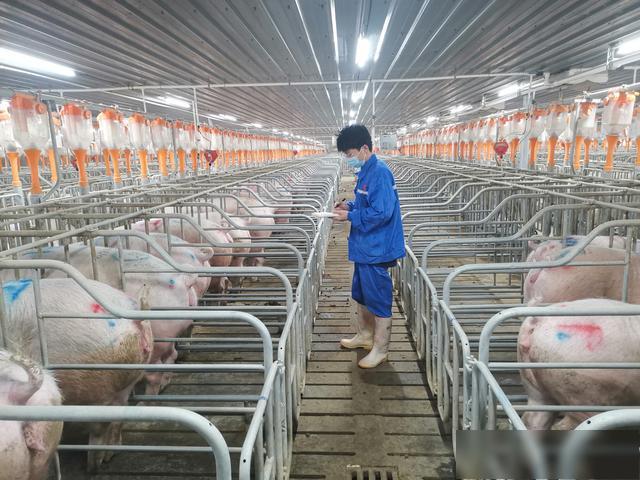 河北：加强对生猪生产的统筹指导，扎实做好生猪稳产保供工作
