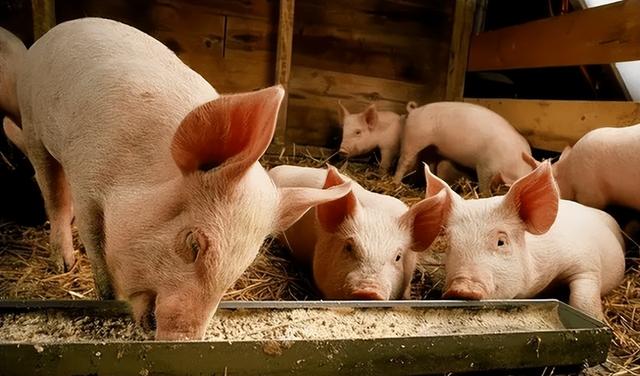 猪身上起皮屑是什么原因？如何预防？
