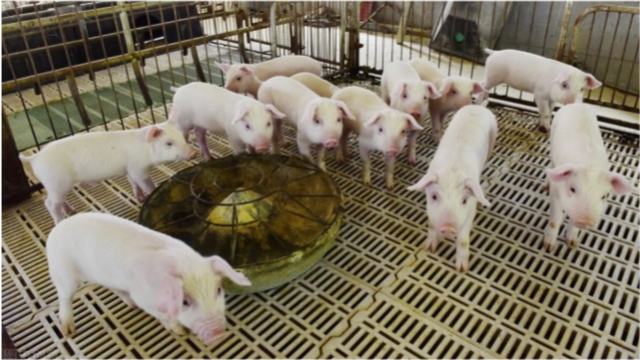 2022年11月09日全国各省市内三元生猪价格，消费支撑不足，市场悲观情绪发酵，今日生猪价格大幅走低！