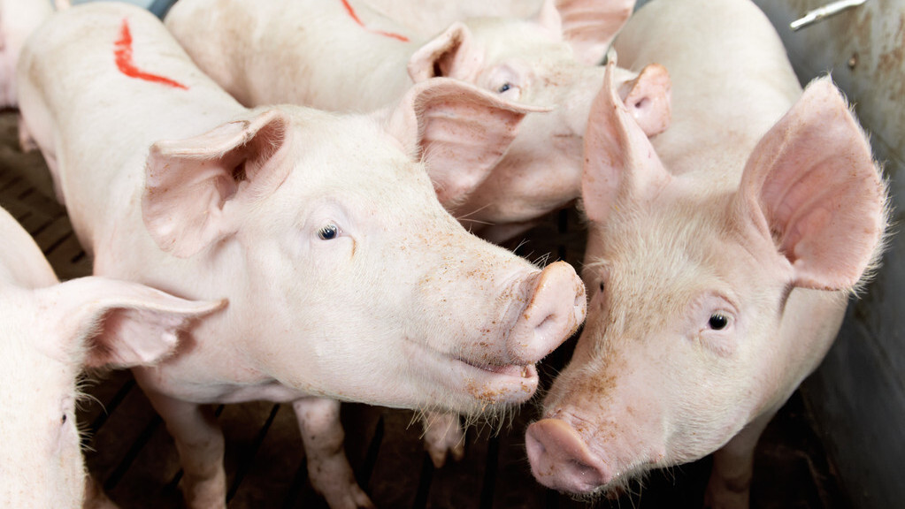 猪的健康状态看什么？如何全面科学地检查猪群？