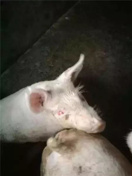 猪红眼病