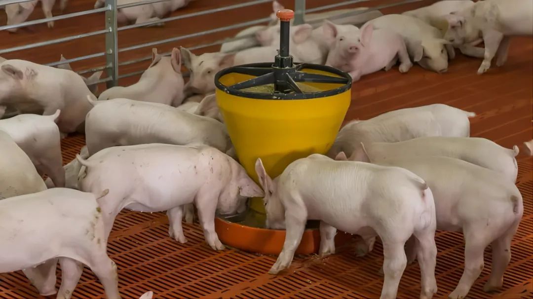非瘟病毒可能通过饲料传播？不同类型饲料及原料传播非洲猪瘟的风险
