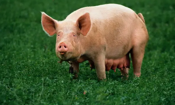 养猪经验分享：经产母猪的配种前管理及输精模式