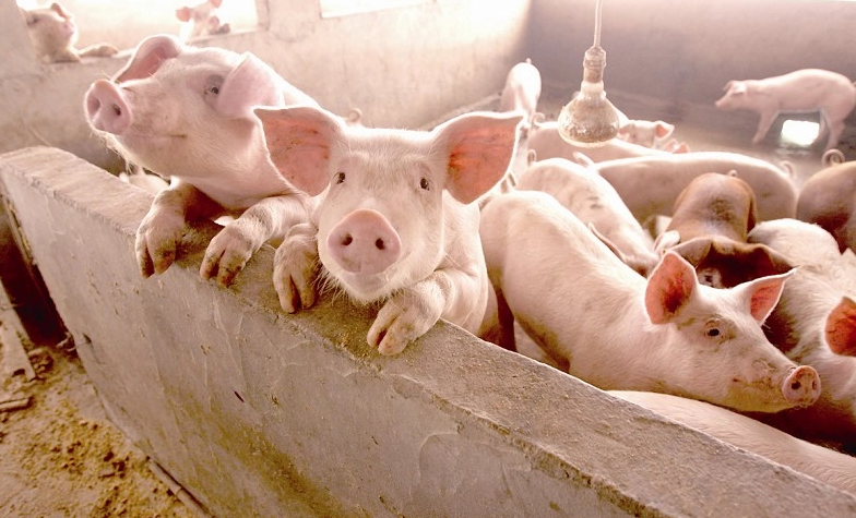 秋冬季节猪场常见问题有哪些？如何管理猪群健康？