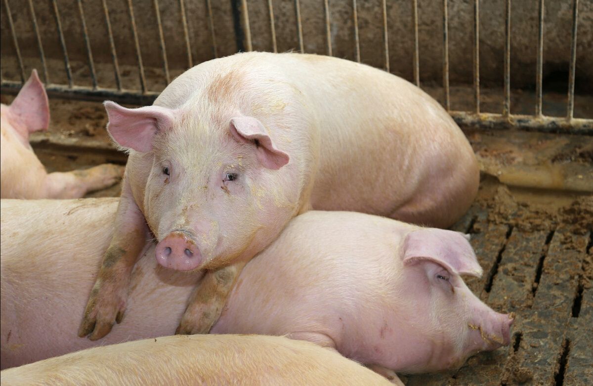 猪价再回落！今年市场受二次育肥影响大，春节前还能涨吗？