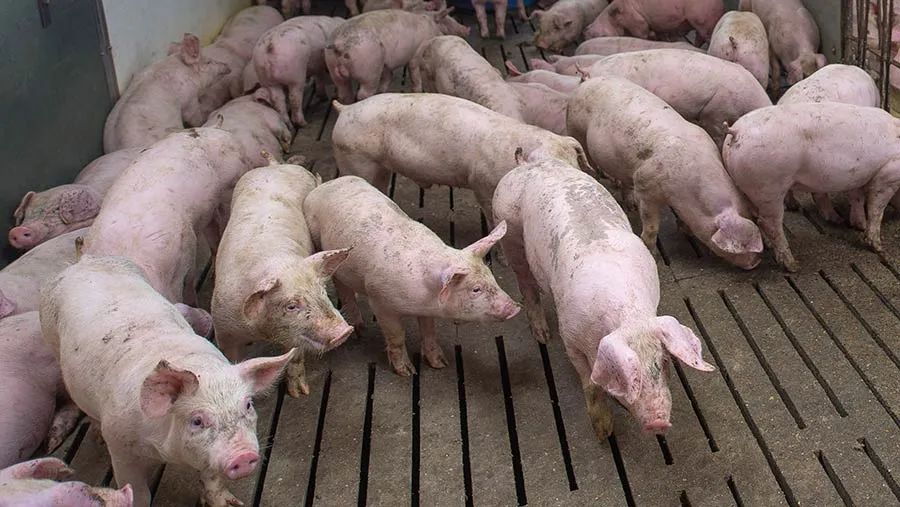 持续氨气暴露对猪只有何影响？该如何控制？