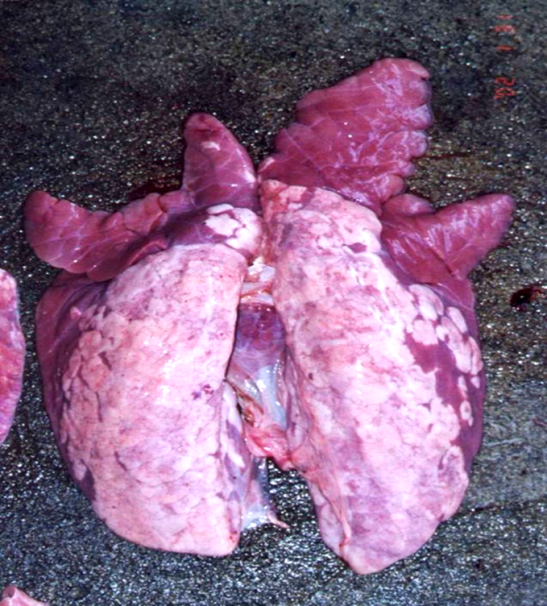 猪喘气肺部注射示意图图片