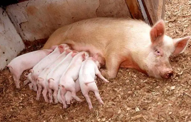 猪场最大的悲哀，母猪产了仔却养不活，这是为什么？
