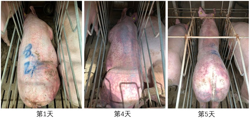 母猪感染蓝耳后的明显临床症状变化情况