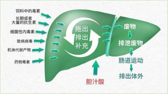 胆汁酸