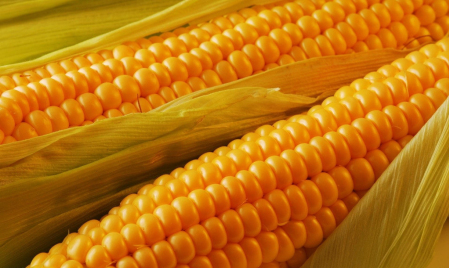 国内、进口玉米齐“生变”，接下来玉米会如何演绎呢？