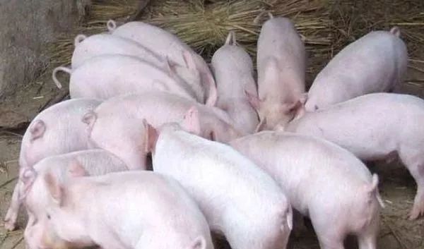 预防猪病是在饲料中加点药物那么简单的吗？那就大错特错了！