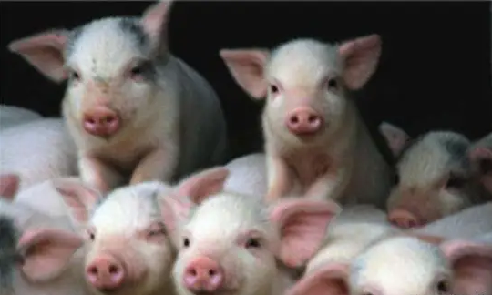 国家统计局表态：生猪生产处在合理水平，不支持猪价大幅上涨