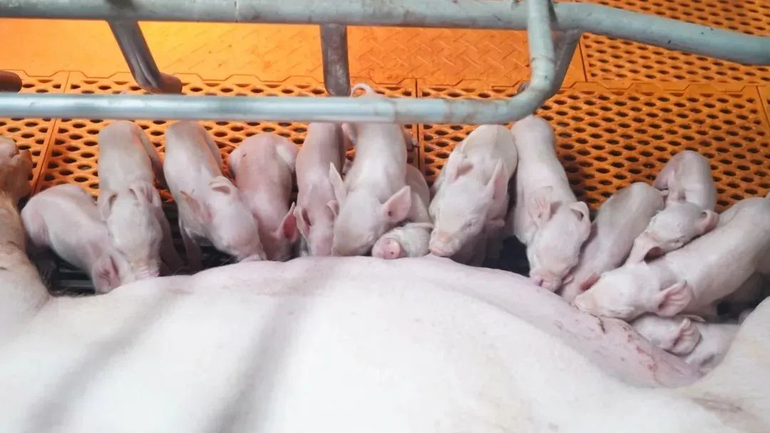扬翔高产母猪