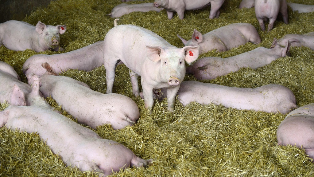 猪场一定要重视警惕猪流感这种传染病的危害！