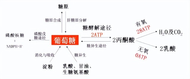 糖酵解途径