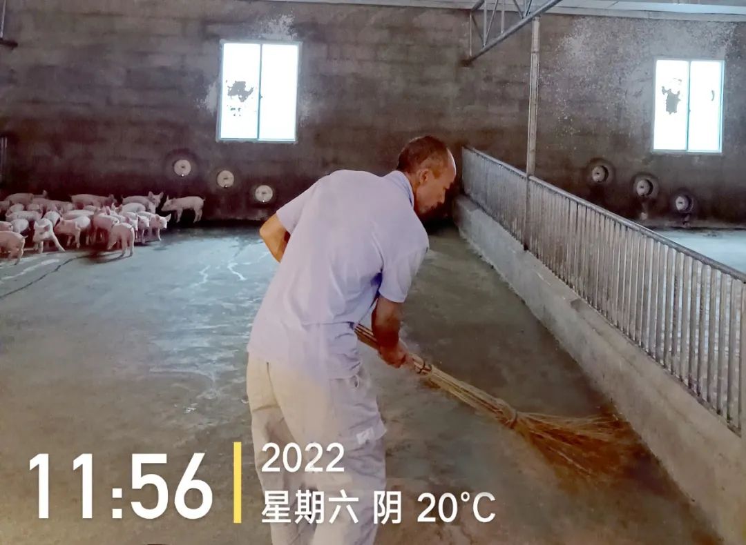 一个人养1000头猪，正品上市率98.83%，他是怎么做到的？凌晨4点还在巡栏