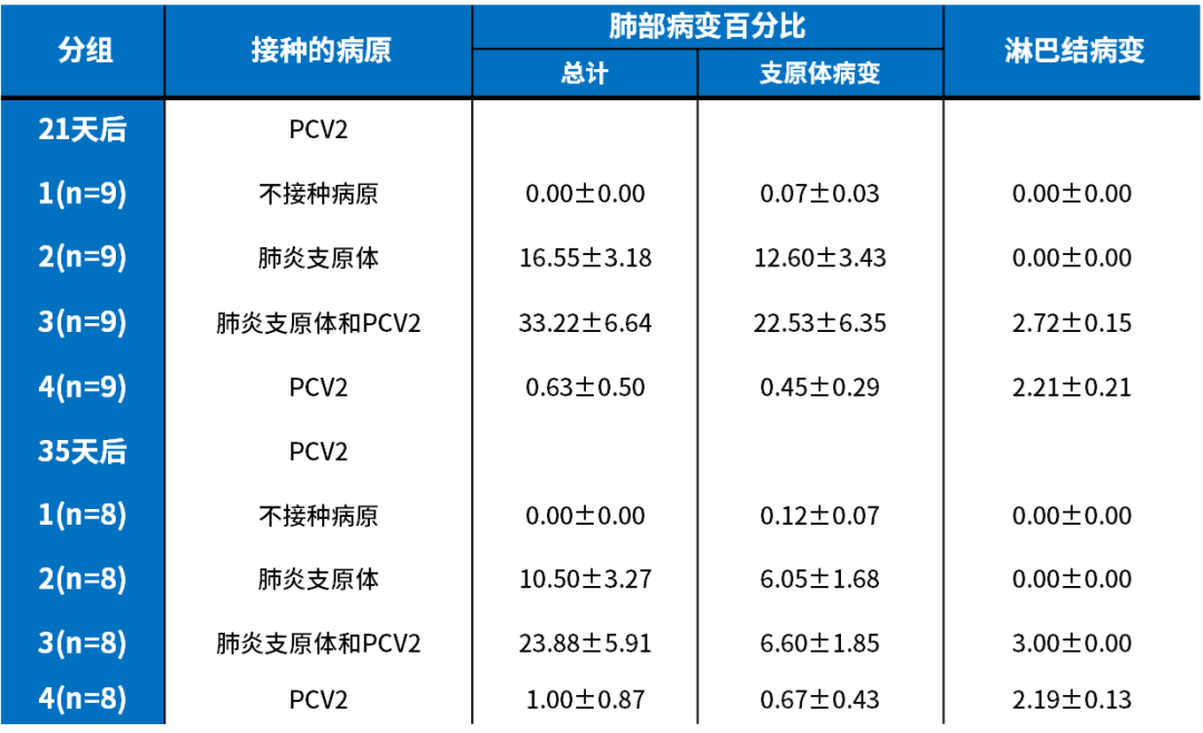 先感染Mhyo再感染PCV-2剖检评分更严重
