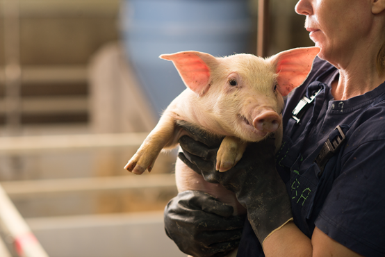冬季猪病发病几率增加，猪病该如何防控？