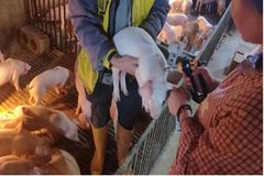 泰必盛对保育猪呼吸道疾病预防治疗效果如何？经济效益分析来了！