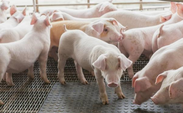 猪价高位回落！部分省份20%猪源进入二次育肥，后市要注意3大风险！
