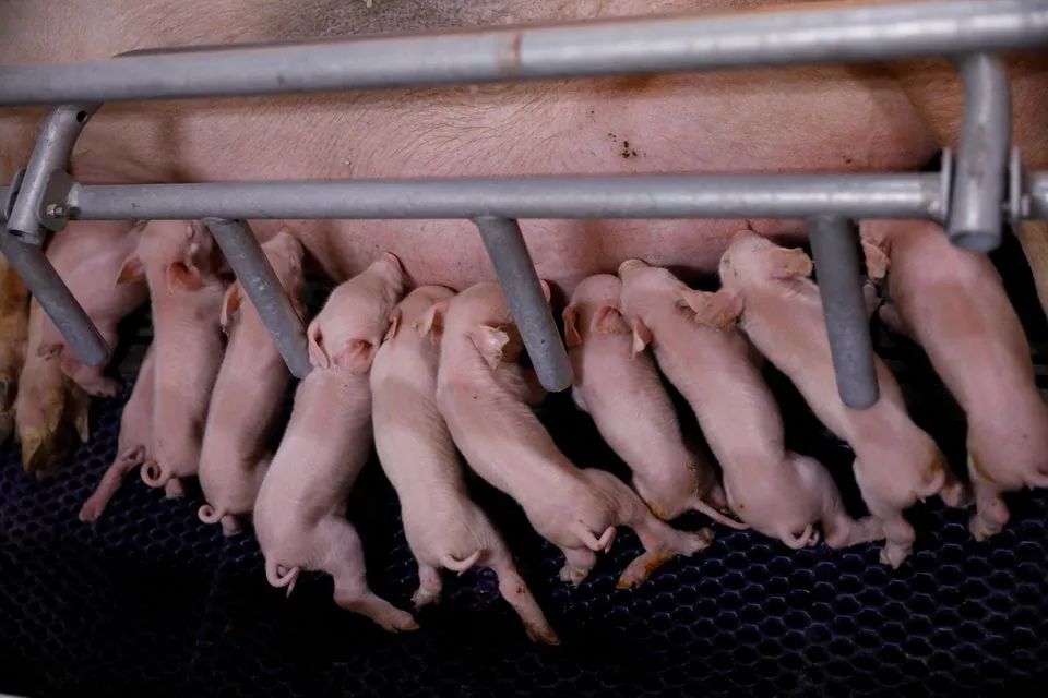新研究！母猪妊娠早期和晚期不应采用基本一样的饲料配方