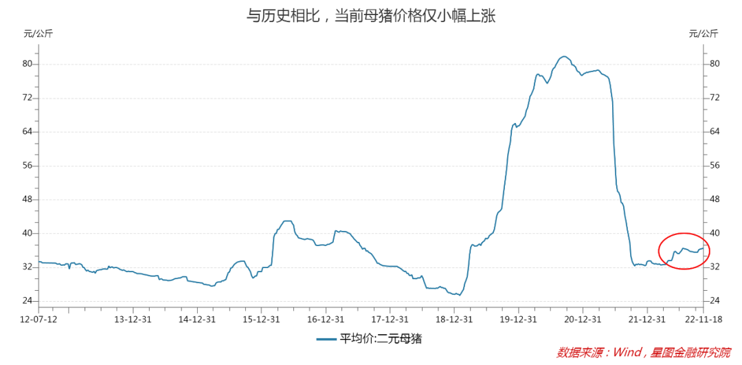 母猪价格