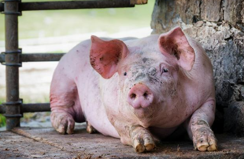 猪低温的常见原因以及预防办法？养猪人要会处理，你知道几个？