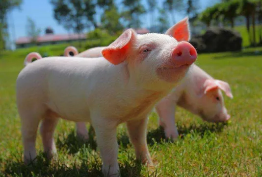 如何保护仔猪消化道正常功能来控制断奶腹泻？这样做最好