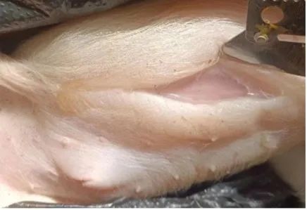 仔猪皮下水肿是什么原因造成的？一例哺乳仔猪全身性皮下水肿的分析