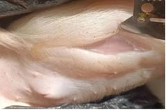 仔猪皮下水肿是什么原因造成的？一例哺乳仔猪全身性皮下水肿的分析