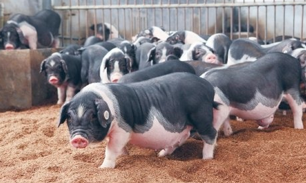 湖南现代资源农业科技公司荣获“宁乡花猪”国家地理专用标志证书，唯一一个被授权使用的生猪屠宰加工企业