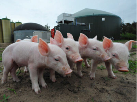 从营养调控和饲喂管理上如何防止仔猪腹泻？