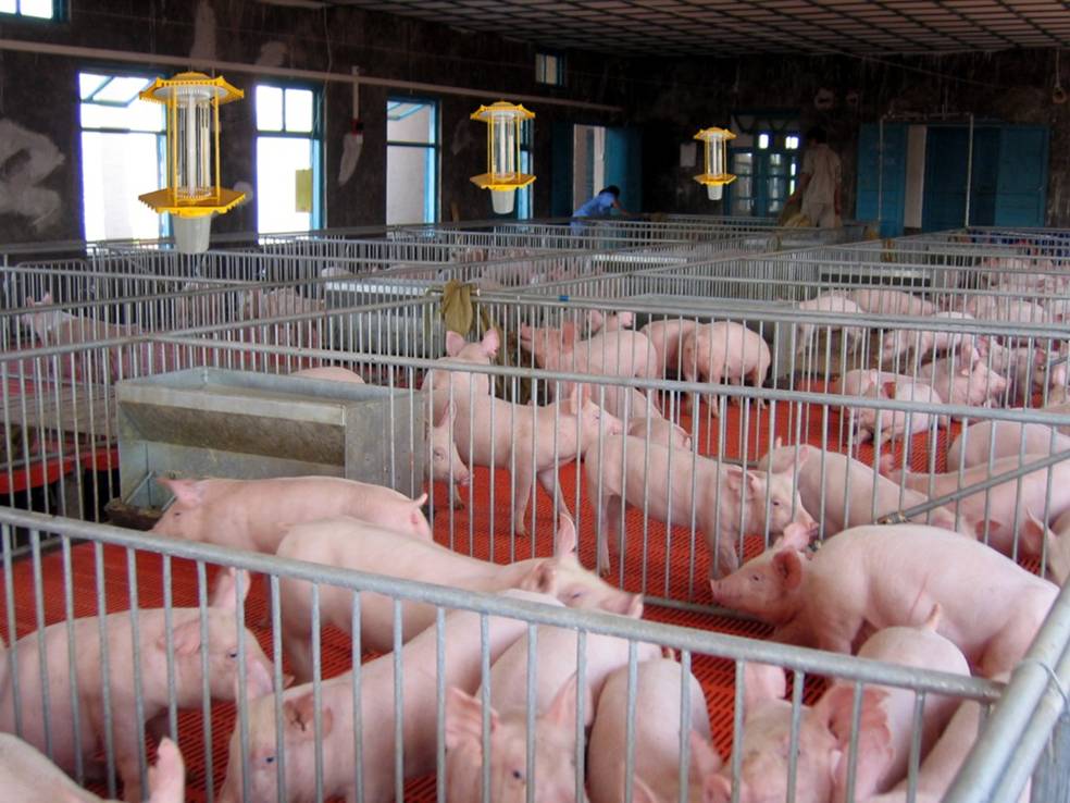 2022年底规模猪企市场占有率将达到18%！养猪业越发集中，散户的生存之路在何方？