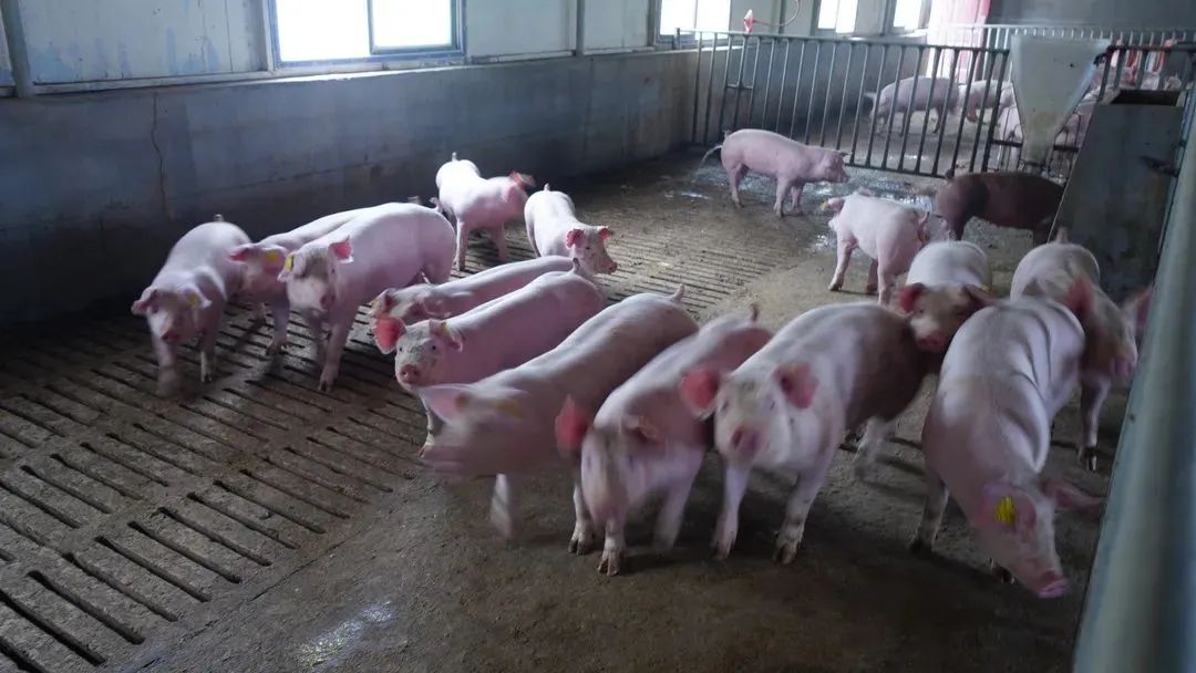 饲料成本高企，一头猪成本增500元！12块猪价也难挡养殖户退出？