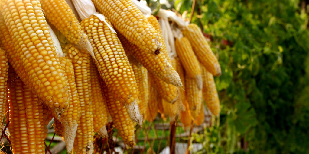 玉米为何如此持续上涨呢？上涨原因是什么？